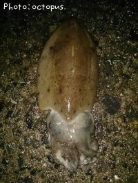 コウイカ