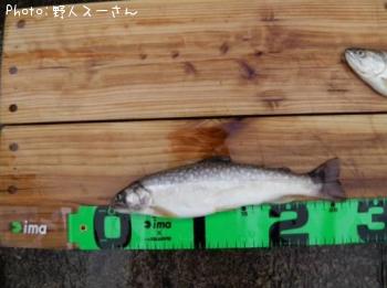イワナ