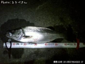 ヒラスズキ