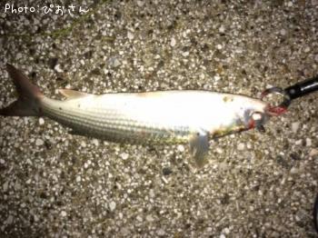 ボラ