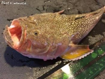 ミシマオコゼ