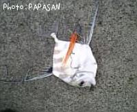 ȥҥ