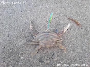 カニ