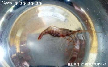 海老
