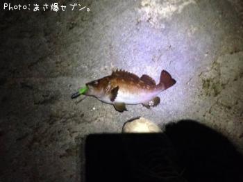 エゾメバル