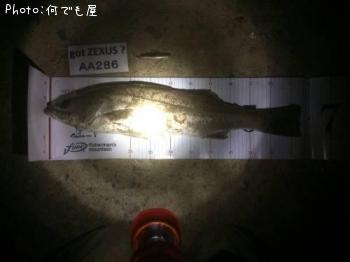 シーバス
