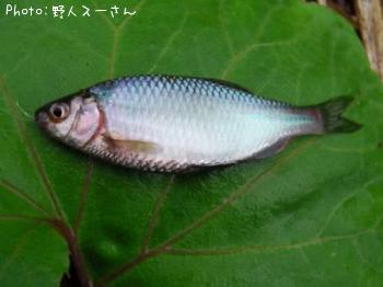 タナゴ