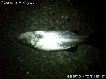 ヒラセイゴ
