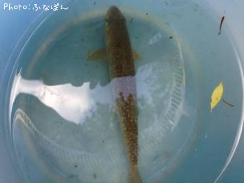 イワナ