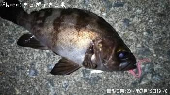 メバル