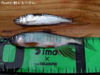 オイカワ