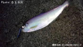 ヒラ