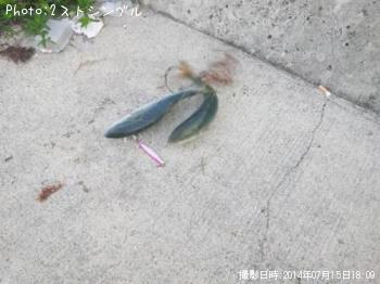 アオッコ