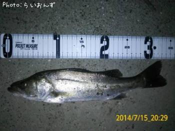 シーバス
