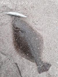 ヒラメ