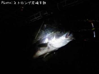 シーバス
