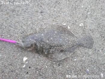 ヒラメ