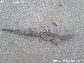 マゴチ