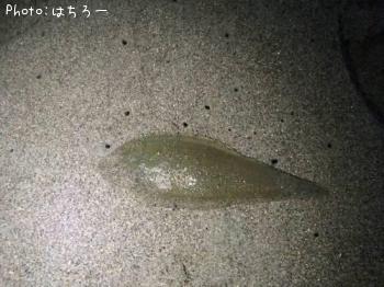 ʿ