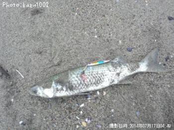 ボラ