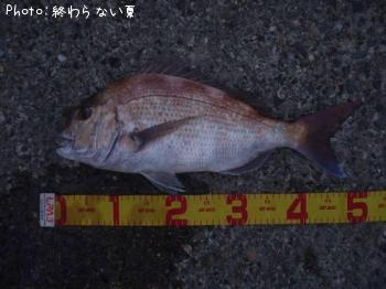 真鯛