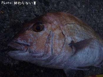 真鯛