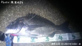 クロダイ