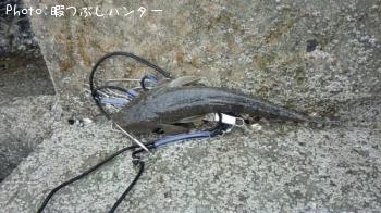 ޥ