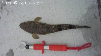 ޥ