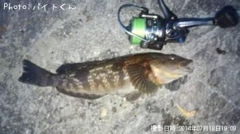 アイナメ