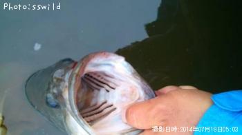 ブラックバス