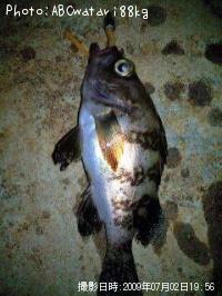 メバル