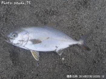 ショゴ