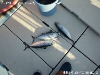 ハガツオ