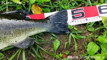 ブラックバス