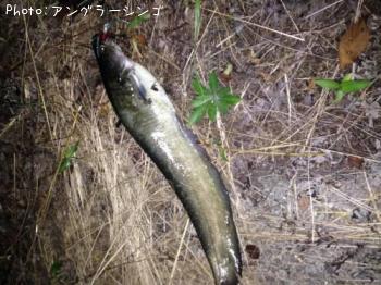 ナマズ