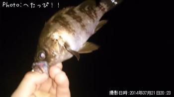 メバル