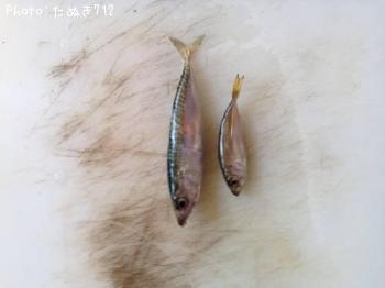 アジとサバ