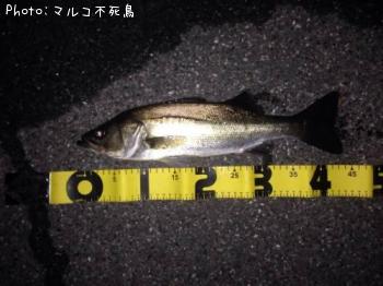 シーバス