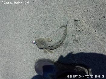 マゴチ