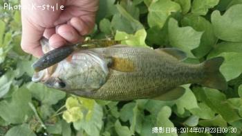 ブラックバス