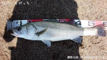 シーバス