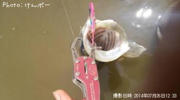 シーバス