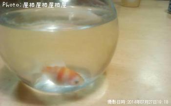 金魚