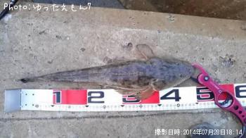 マゴチ