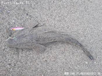 マゴチ