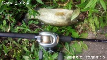 ラージマウスバス
