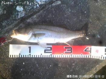 シーバス