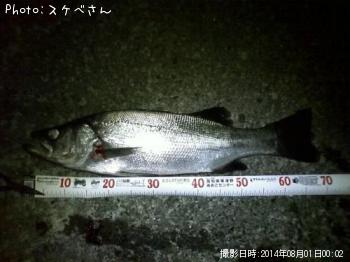 ヒラスズキ