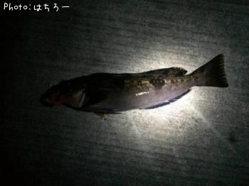 ʥ